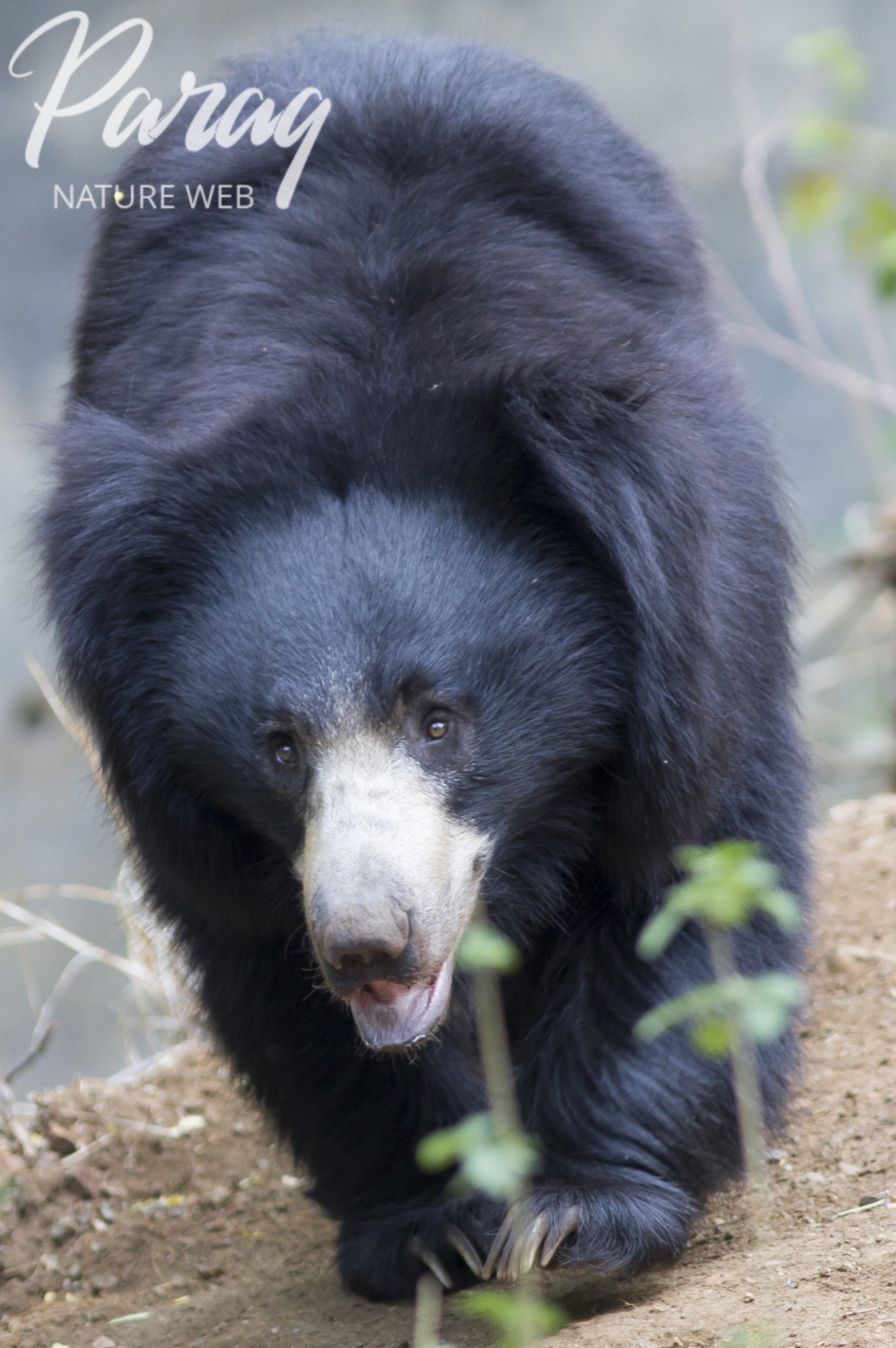 Sloth Bear